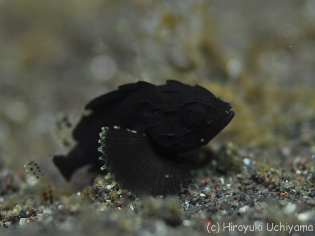 4月2日 ヒレナガカサゴの幼魚 エリマキエビ 駿河湾おさかなログ