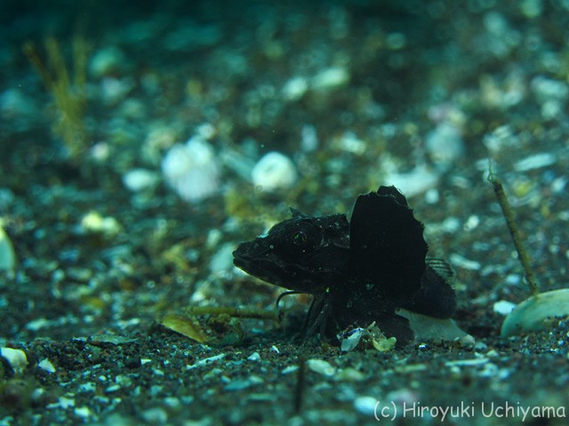 2月26日 ホウボウの幼魚 カサゴの幼魚 駿河湾おさかなログ