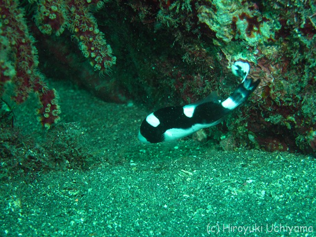 アジアコショウダイの幼魚 駿河湾おさかなログ