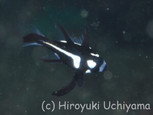 ホホスジタルミの幼魚