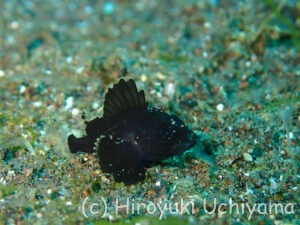 ヒレナガカサゴの幼魚