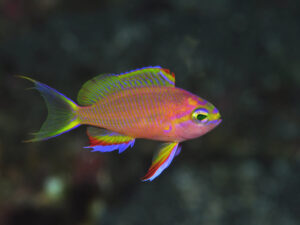 キシマハナダイの幼魚