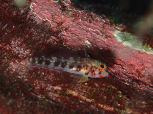 ヨゴレヘビギンポ幼魚