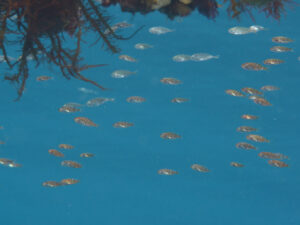 メバル属幼魚の群れ
