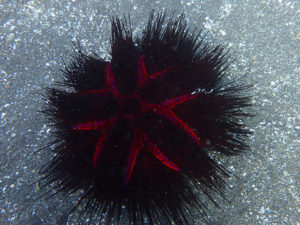 アカオニガゼとセンネンダイ