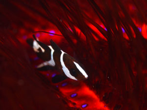 センネンダイ幼魚