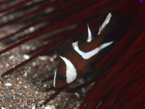 センネンダイ幼魚