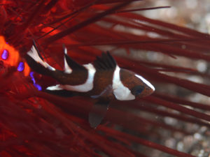 センネンダイの幼魚