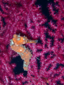 オオウミウマ幼魚