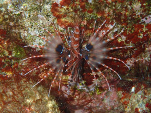 ネッタイミノカサゴ幼魚