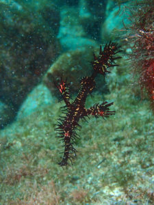 ニシキフウライウオ