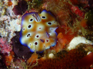 マダライロウミウシ