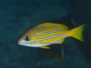 ベンガルフエダイ