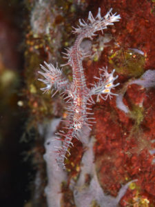 ニシキフウライウオ