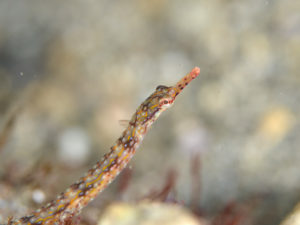 イシヨウジの幼魚