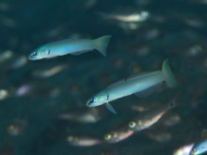 イトマンクロユリハゼ