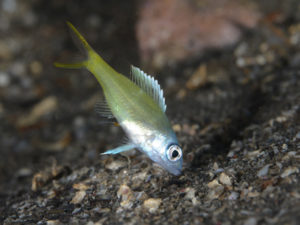 カグツチヨコシマクロダイの幼魚