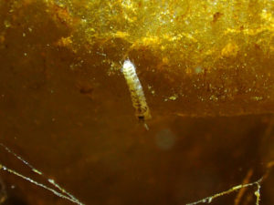 エンピツナミタナイス