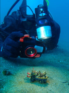 ハナイカとダイバー