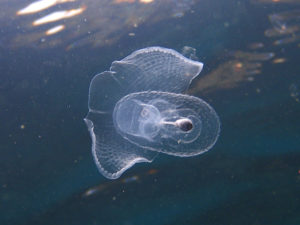 ウチワカンテンカメガイ