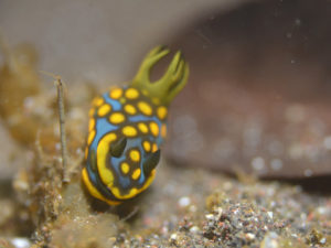 サガミリュウグウウミウシ