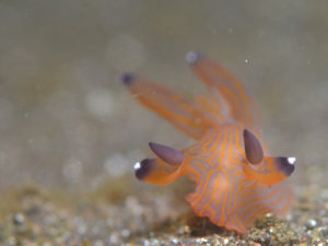 クチナシツノザヤウミウシ