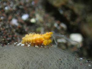 ドロノミの仲間